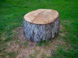 Best Tree Fertilization  in Sandy, UT