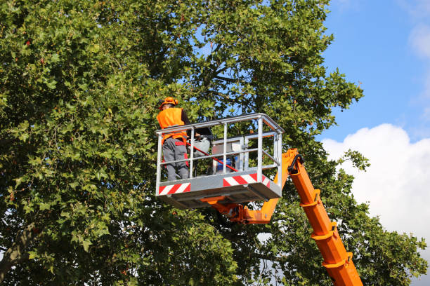 Best Root Management and Removal  in Sandy, UT