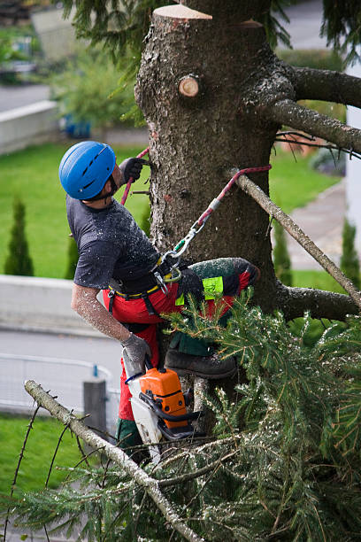 Best Hedge Trimming  in Sandy, UT