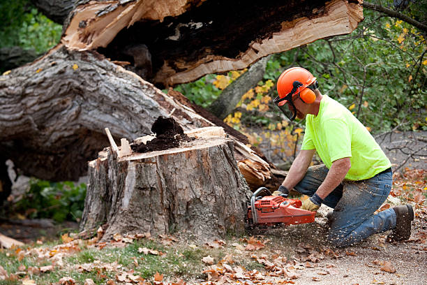 Best Tree Disease Treatment  in Sandy, UT