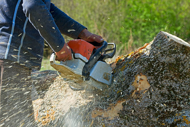 Best Leaf Removal  in Sandy, UT